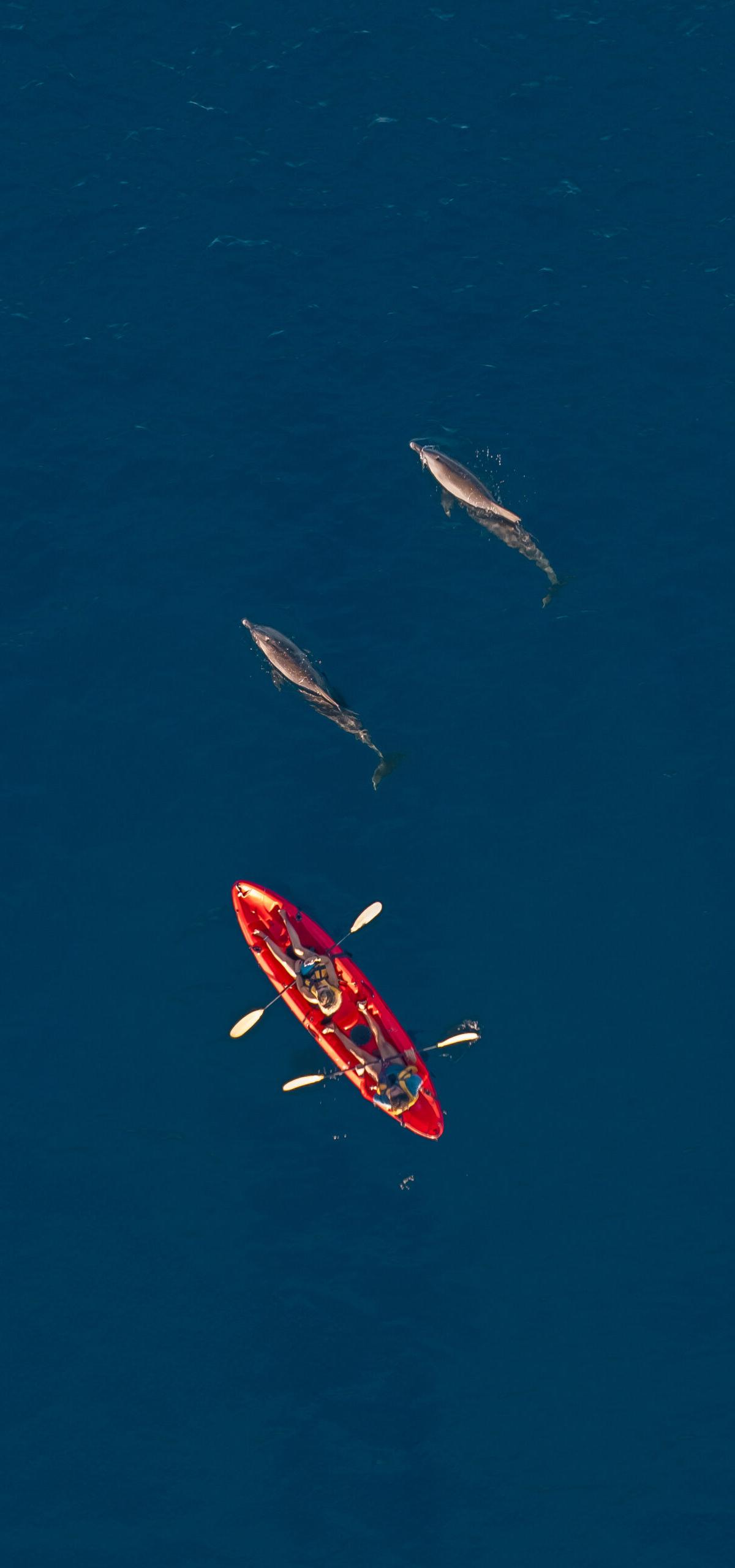 kayak-with-dolphins-mauritius