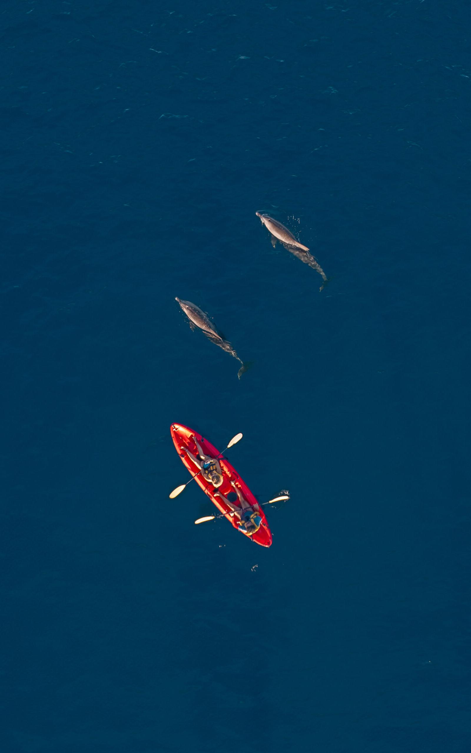 Kayak-with-Dolphins-Mauritius