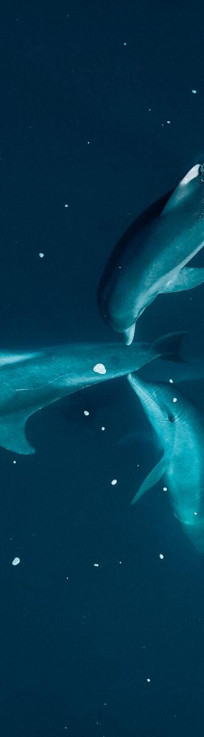 Kayak with Dolphins in Mauritius Beach photo 6