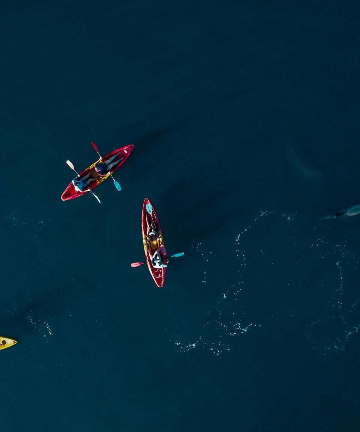 Kayak with Dolphins in Mauritius